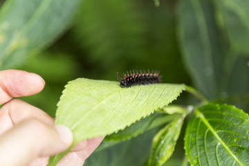 Caterpillar on a Green Plant Leaf 4