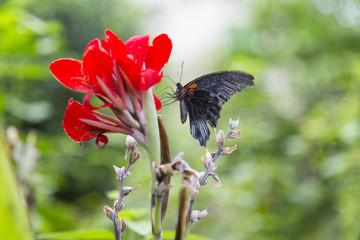 Fototapeta premium Black Butterfly and Red Flower