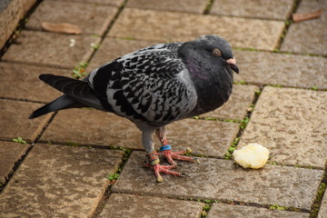 鳩 鳥 居眠り