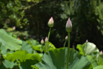 Bud of the lotus
