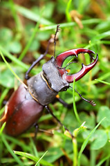 Stag Beetle (Lucanus cervus) on the grass