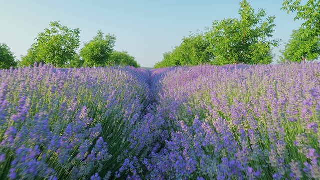Beautiful Blooming Lavender Flowers. Lavender Season in rural countryside Provence. Personal perspective of view of walking on a field with lavender plants at sunrise. Steady cam shot. 