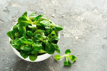 Fresh sprouts of a young green salad root in a white bowl. The concept of a healthy diet. Vegetarianism. Close-up. Selective focus. Copy space.