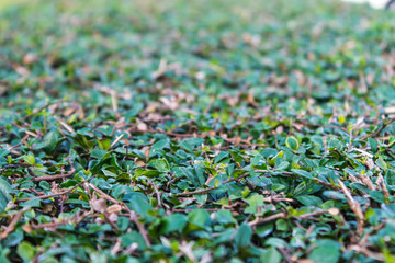 Green leaf background