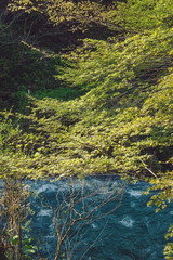 新緑の渓谷風景
