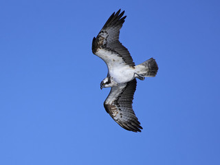 Osprey (Pandion haliaetus)