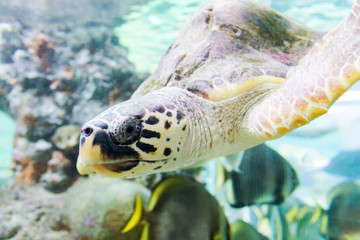 Sea turtle swims in the aquarium of Genoa (Italy). Close-up an selective focus..