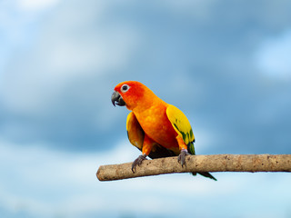 The most beautiful Macore parrot bird on the branch.The most beautiful Macore parrot bird  the branch.The body of the bird is yellow, green, orange, black and red. Mix color properly.
