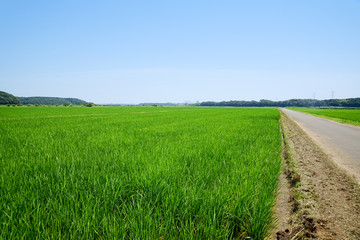 田園風景