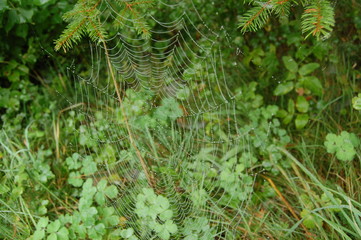 cobweb