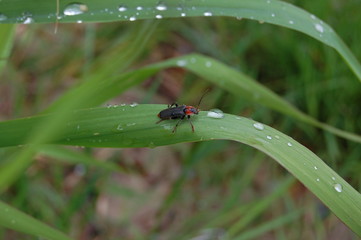 dew and tiny bug