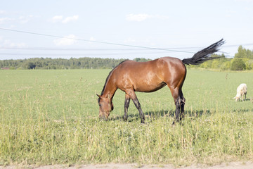 a horse in the meadow is eating grass on a sunny day