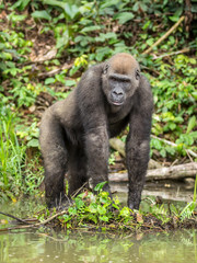 Gorilla in Gabon Endangered eastern gorilla in the beauty of african jungle (Gorilla gorilla)
