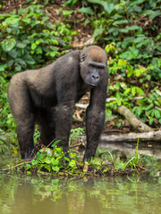 Gorilla in Gabon Endangered eastern gorilla in the beauty of african jungle (Gorilla gorilla)