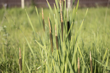 fresh bulrush for background