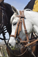 koń biały, horse