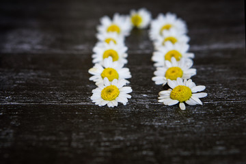 Obraz premium Flowers of chamomiles lie in a row against a dark background