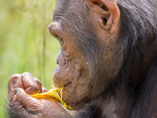 Chimpanzee consists of two extant species: the common chimpanzee and the bonobo. Together with...