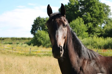 Fototapeta premium beautiful dark horse head portrait on the paddock