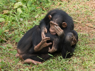 Chimpanzee consists of two extant species: the common chimpanzee and the bonobo. Together with humans, gorillas and orangutans they are part of the family Hominidae (the great apes). (Pan troglodytes)