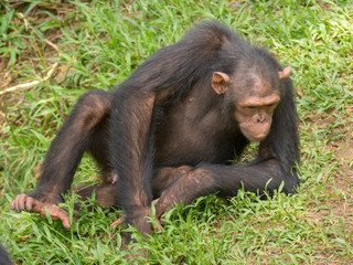 Chimpanzee consists of two extant species: the common chimpanzee and the bonobo. Together with...