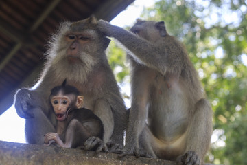 Family of monkey in Bali in Indonesia