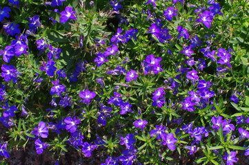 flowers,garden,violet,,gardening,summer,floral,color,blue