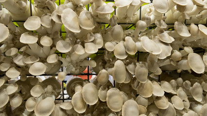 indian oyster mushroom in farm