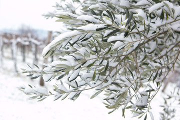 snow on the evergreen olive tree in goriška brda