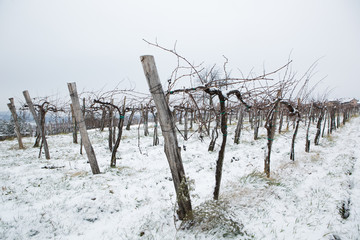 snow in vineyards in Slovenia in Goriška Brda
