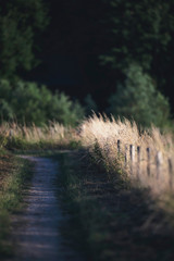 Tall yellow grass along path in rural landscape.