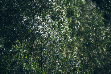 Close-up of leaves of trees in wind.