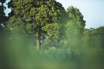 Summer countryside with trees in field.