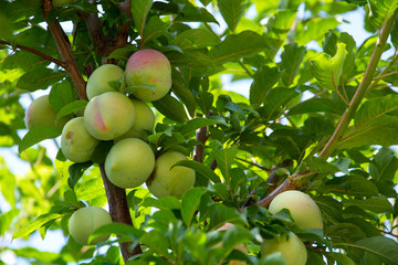 Victoria plums on the branch of tree