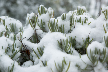 first snow on the lavender in goriška brda
