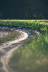 Country road in meadow in summer.