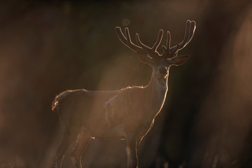 Red deer stag with velvet antler in evening sunlight.