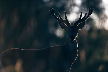 Red deer buck with velvet antler in backlight of sun.