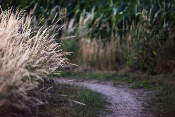Tall yellow grass along path in countryside at dusk.