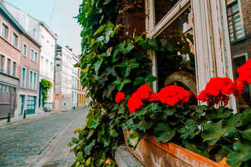 Fototapeta na wymiar red flowers on a city street gent spring