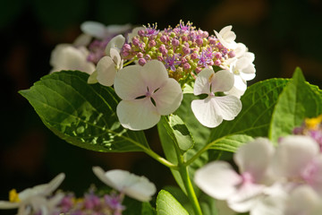 Weiße Hortensienblüten