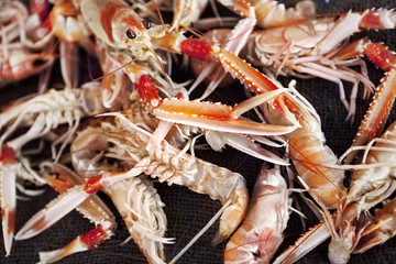 Background of scampi