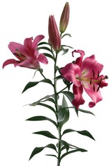 Fototapeta premium red lily flower close up