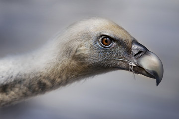 Head of a vulture