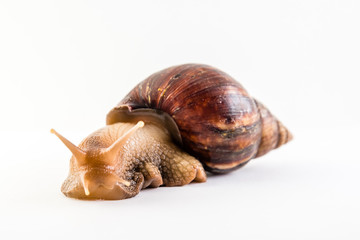Snail on the white background