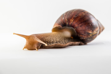 Snail on the white background