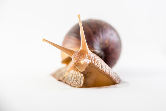 Snail on the white background