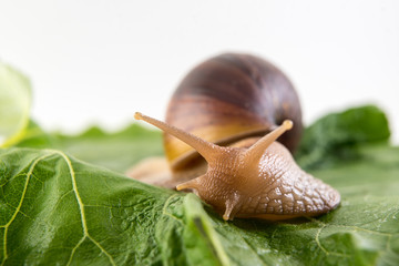 Snail on green sheet