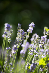 Lavendel auf einer Blumenwiese