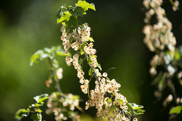 Weiße Johannisbeeren am Strauch